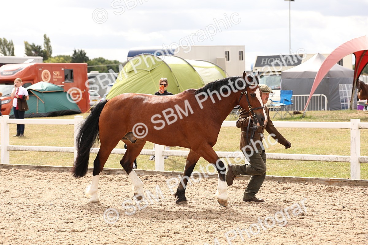 SBM_14664 - Class 208 - IH Veteran Horse