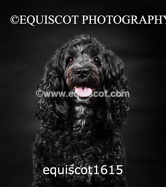 equiscot1615 - POPPY & EDDI