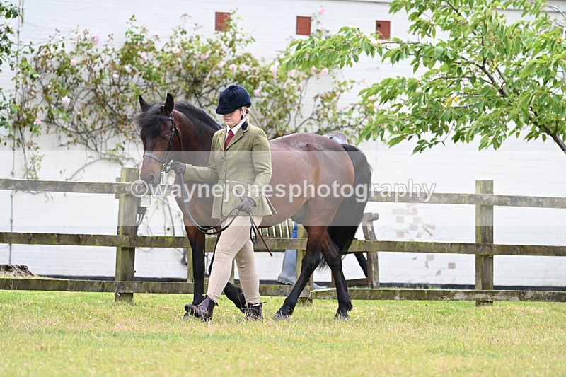 WJ7_6541 - Class 5 Handsome Gelding in hand