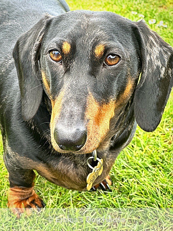  - Pawtraits