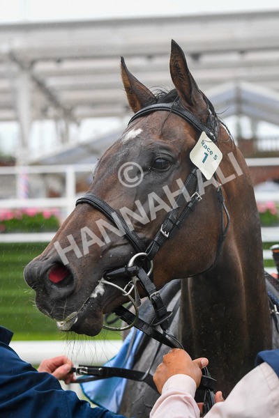 140723-Race 5-Monte Linas-0555 - Race 5 4.25pm Coopers Marquees Handicap