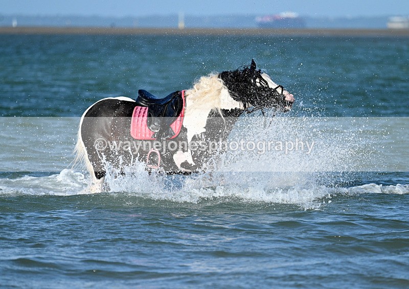 WJ7_3530 - Kellie & Churchill ... do Hayling Island 25-08-24