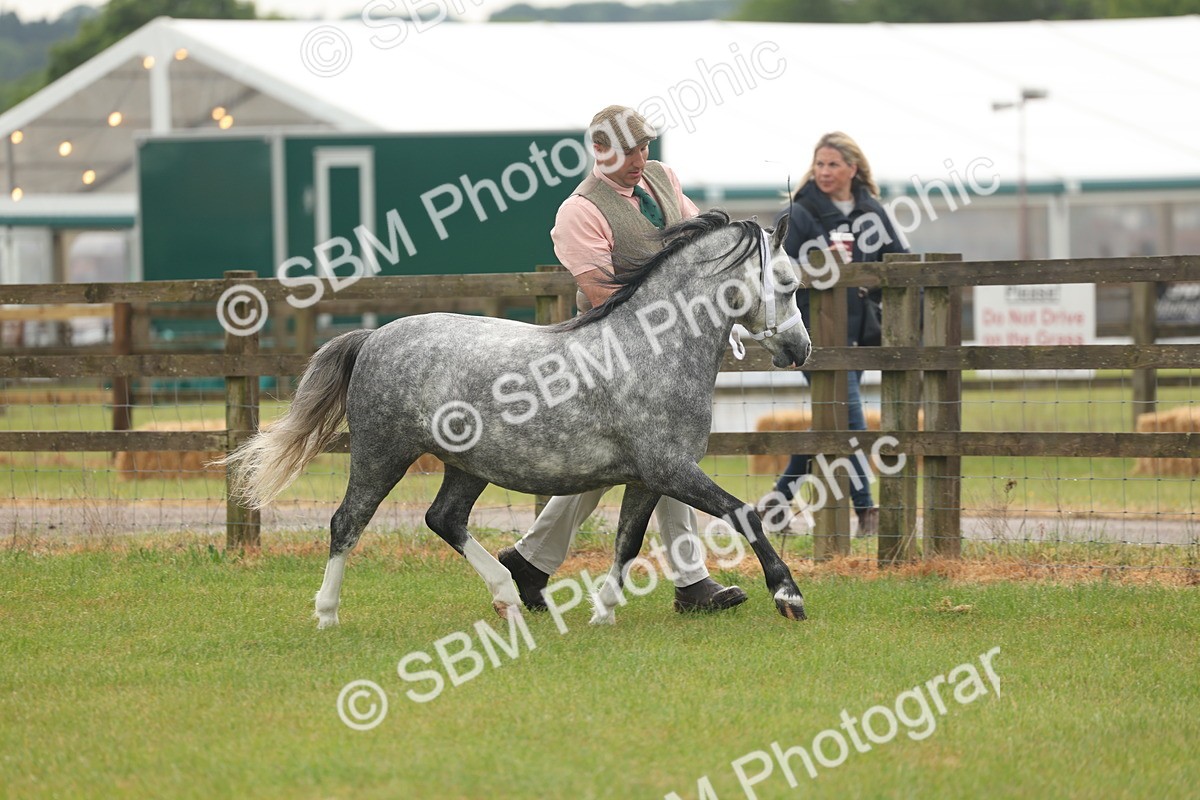 SBM_01330 - Class 50-57 - M&M Welsh Pony In Hand