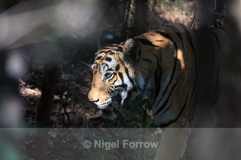 Tigress sunlit head dark forest, Bandhavgarh, Madhya Pradesh, India - Tiger