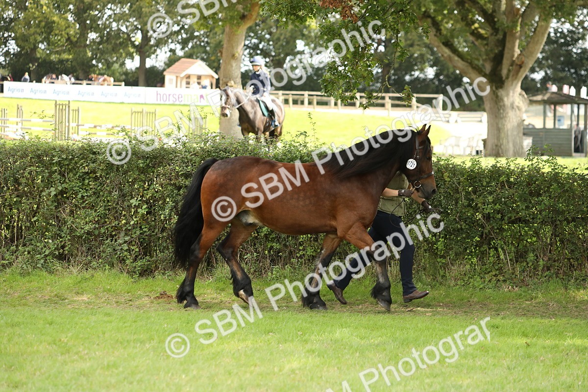 SBM_65351 - S47 - Mountain & Moorland In Hand Large Breeds