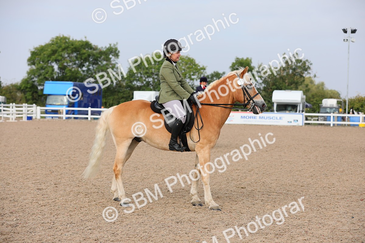 SBM_10694 - Class 303 Ridden Pure Bred Horse/Pony (excl M&M)