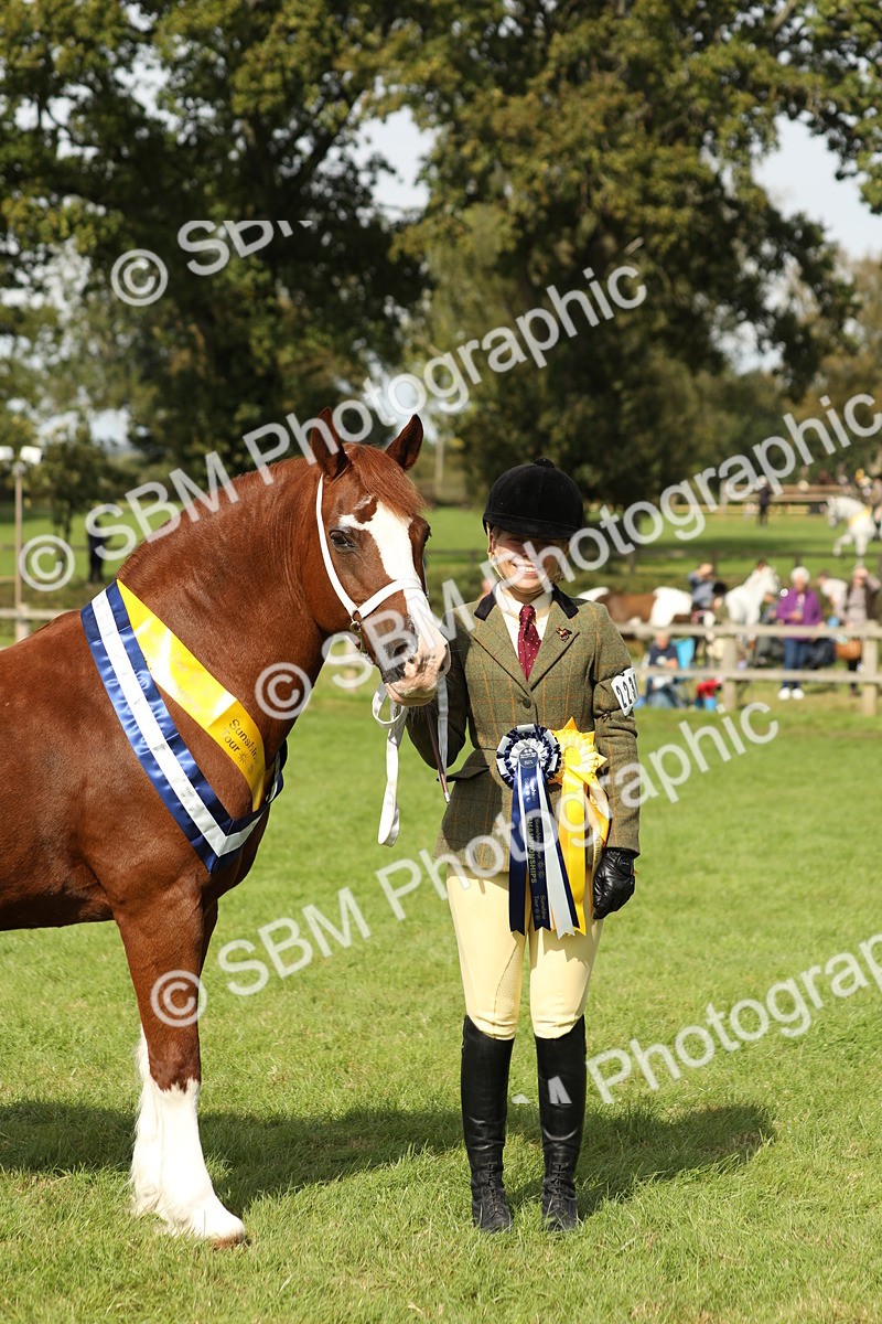 SBM_66377 - In Hand Pony & Youngstock Supreme Championship