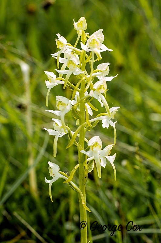 Butterfly Orchid - Orchids