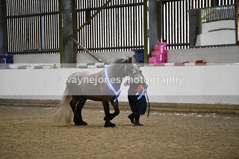 WJ5_5862 - Morning in hand Championship