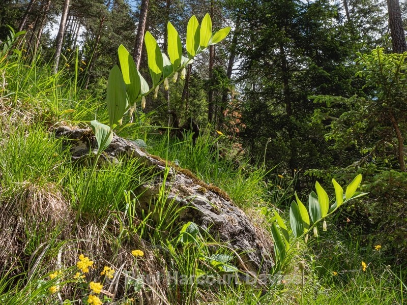 Scented Solomon's seal (Polygonum odoratum) - Flowers in the Landscape