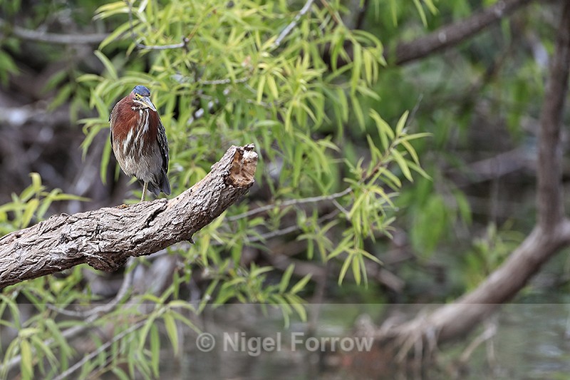 Green Heron waiting, Venice Rookery, Florida - Green (Green-backed) Heron