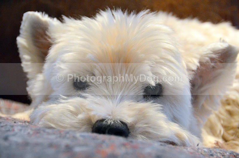  - West Highland Terriers