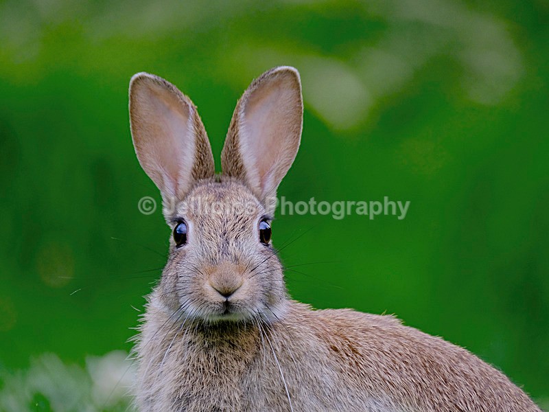  - Wildlife and Nature