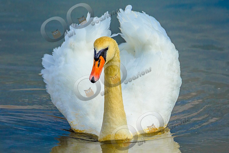 mute swan cygnus olar-5214 - UK birds