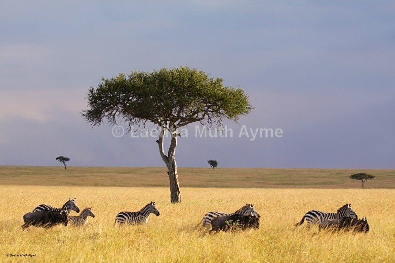IMG_1233 Maasai Mara - Landscapes