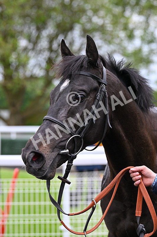 140524-Race 6-Flickering Halo-2809 - Race 6