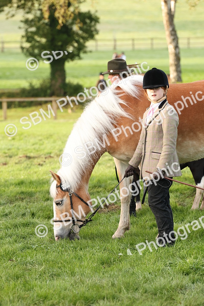 SBM_54421 - S51 - Foreign Breeds In Hand