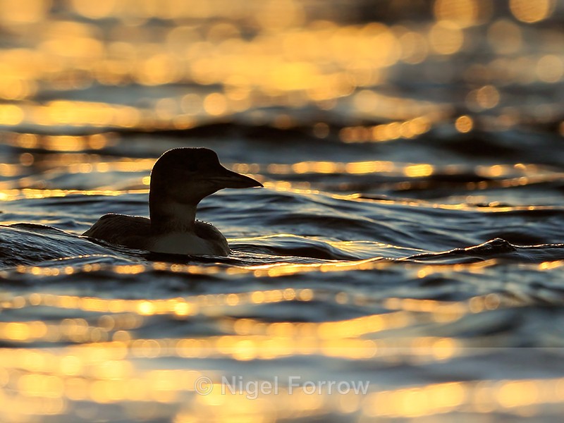 Great Northern Diver at sunset, Farmoor Reservoir - Great Northern Diver