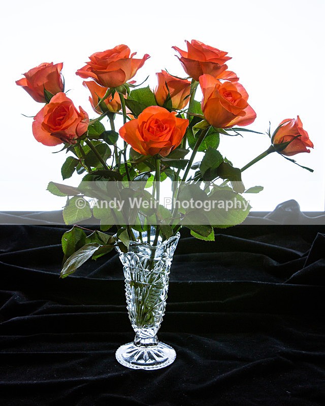 20131020-3K8A7283 - Plants & Flowers