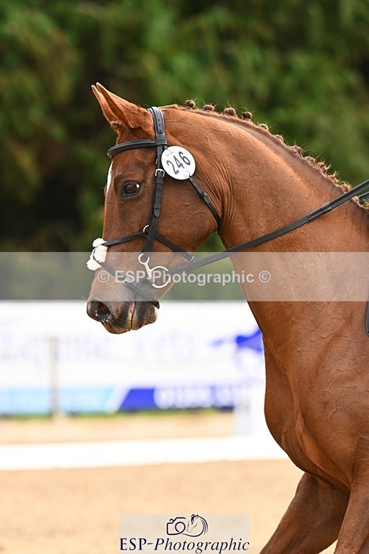 231021-134738-18557 - 246-NEDS.LEGACY-Araminta.Spencer-Churchill-DR