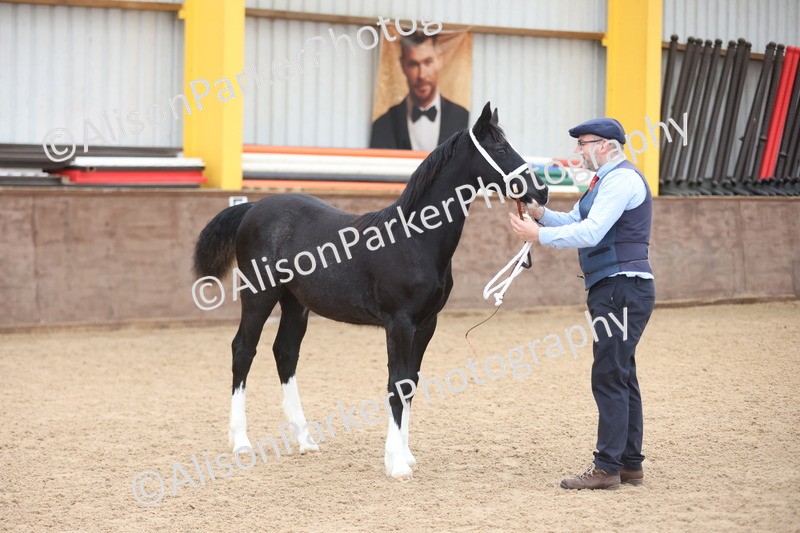 20251109-0807 - Class 24 - Foals