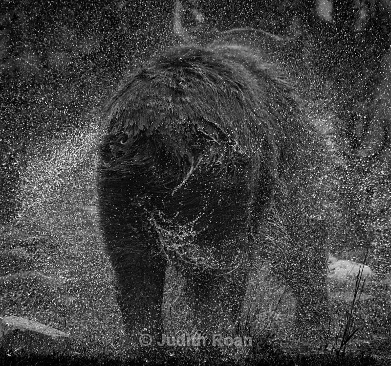 Grizzly Shaking - Yellowstone
