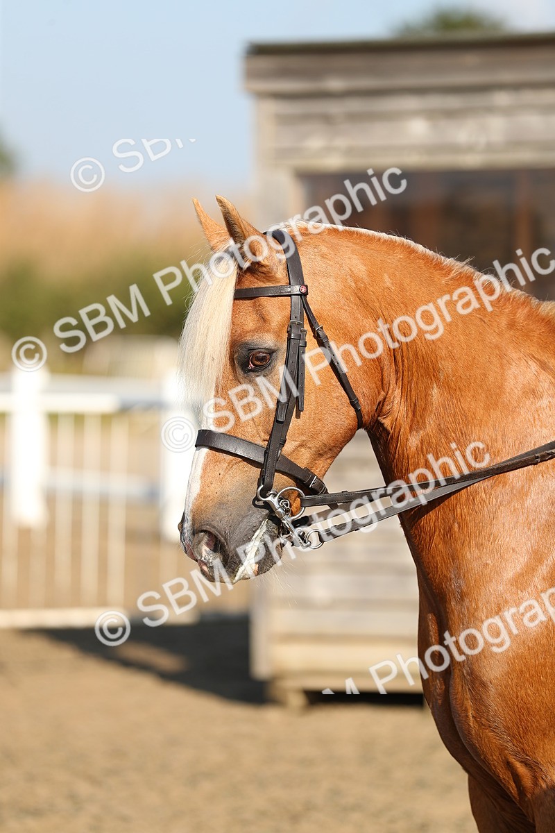SBM_01192 - Class 42 Ridden Veteran