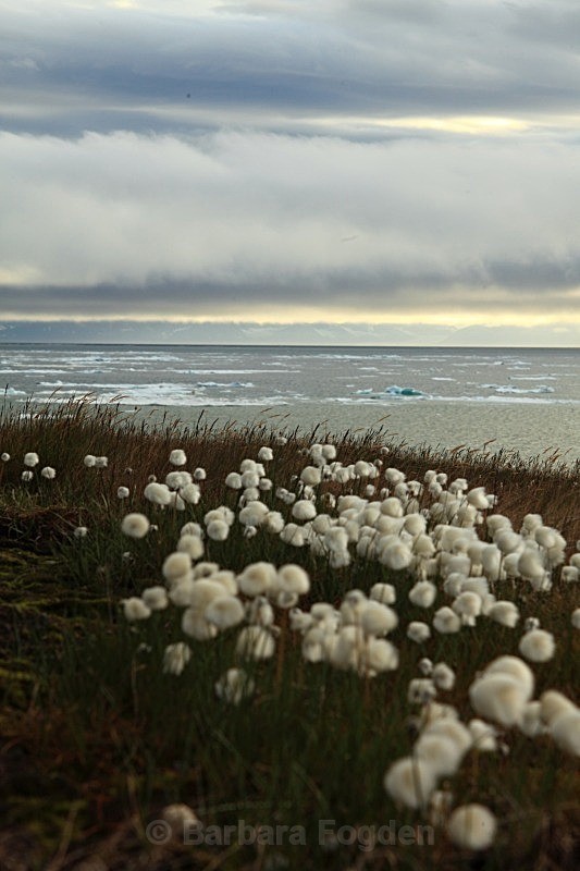 Arctic Cottongrass 7680 - Colours of Svalbard
