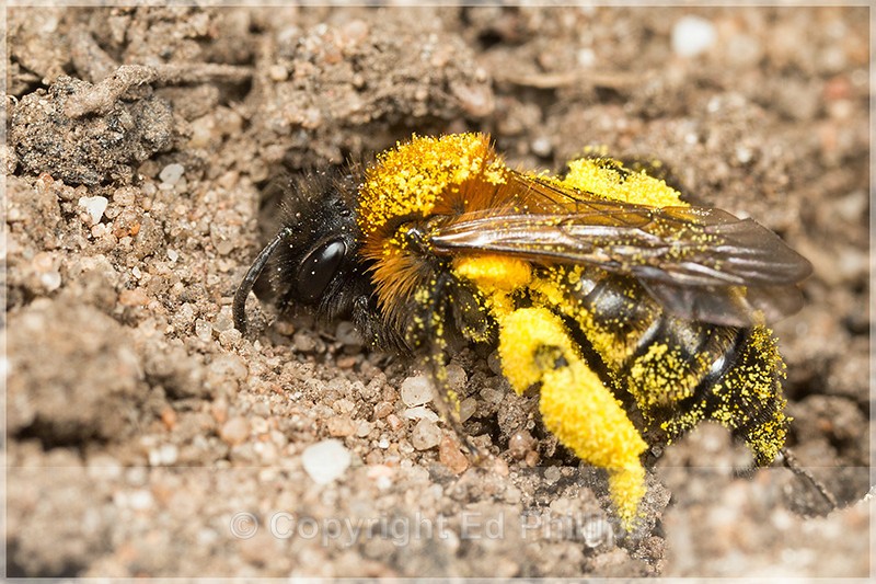 Andrena bicolor (f) - Andrena bicolor