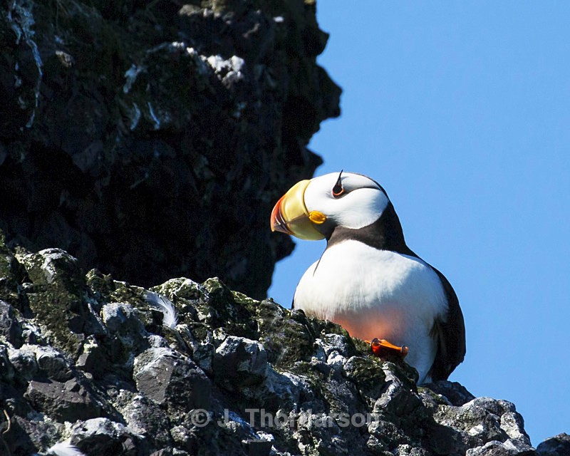  - Sea Birds