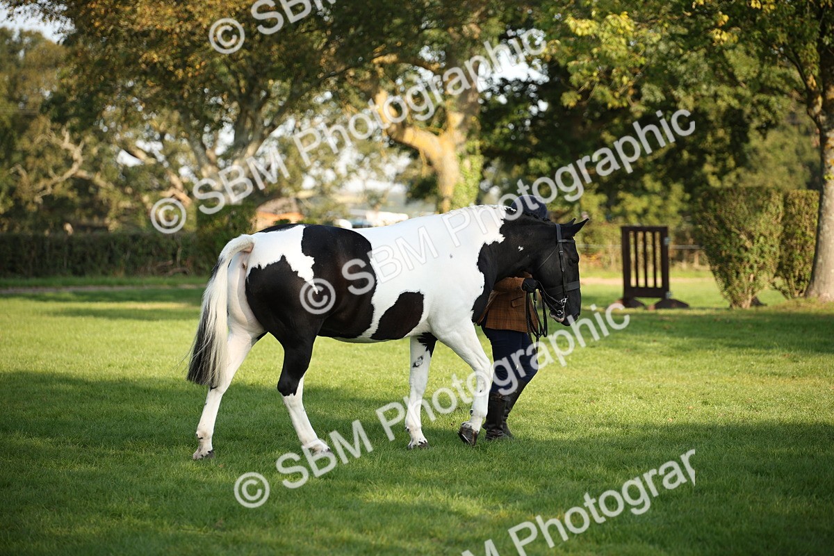 SBM_58716 - S51 - Piebald & Skewbald Horse In Hand