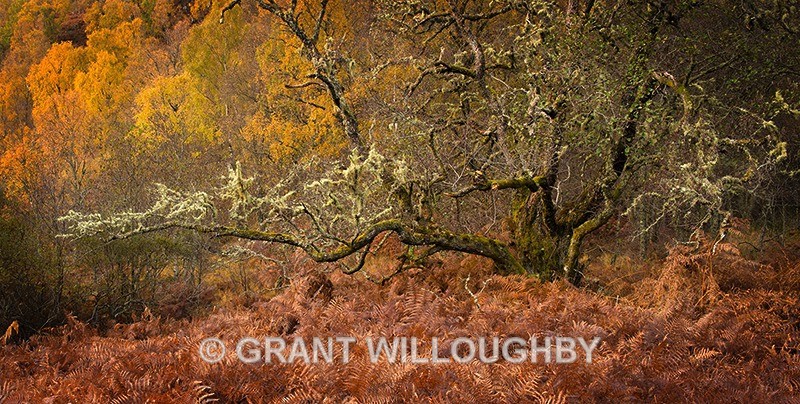 Blazing glen affric2 - Panorama