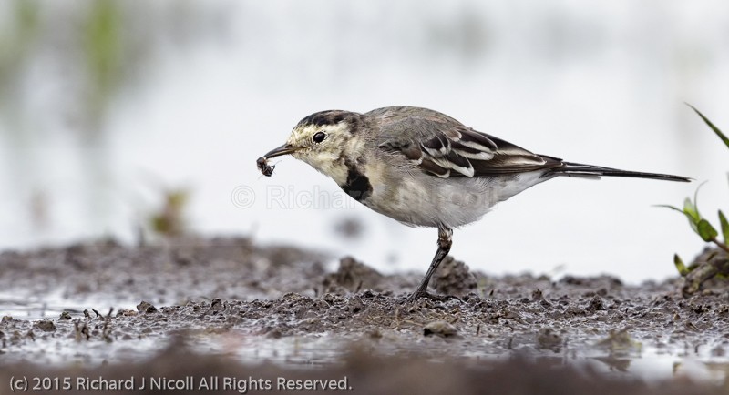 Pied Wagtail (Motacilla alba) with prey - Pied Wagtail (Motacilla alba)