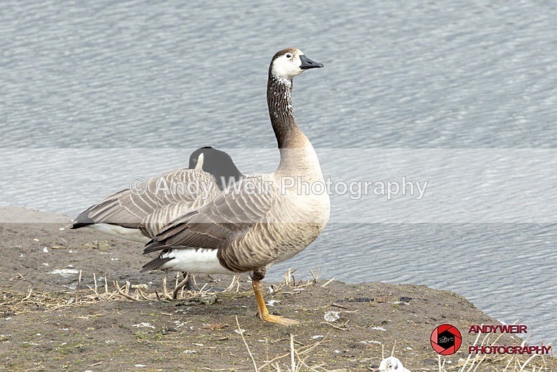 190322-untitled-1L4A0288 - Geese