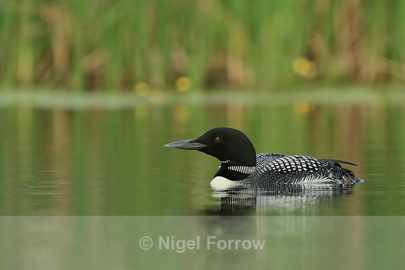 Great Northern Diver, Minnesota, USA - Great Northern Diver