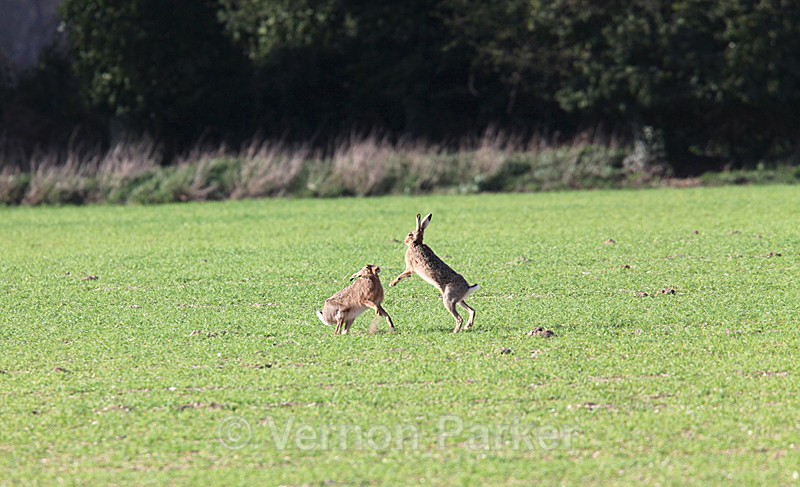 Boxing Hares - Wildlife