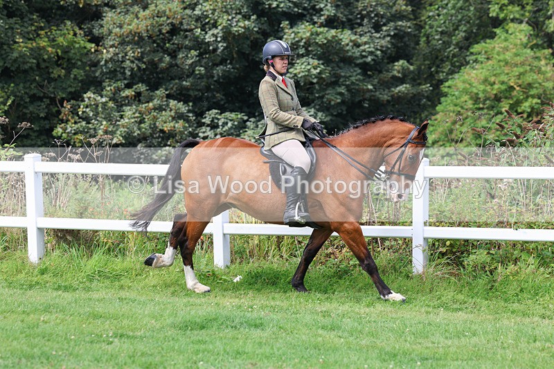 3E7A8645 - Class 5: Working Show Horse