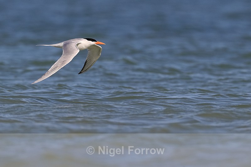Royal Tern flying over water, Fort De Soto Park, Florida - Royal Tern
