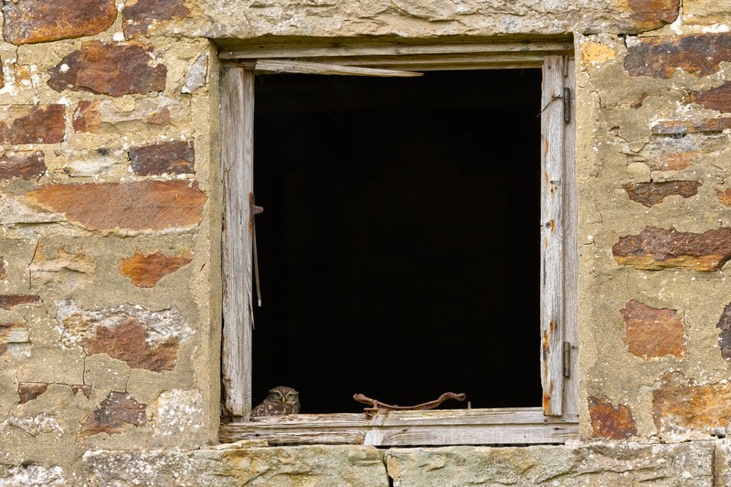 Little Owl sat in a window of a derelict house - Latest images