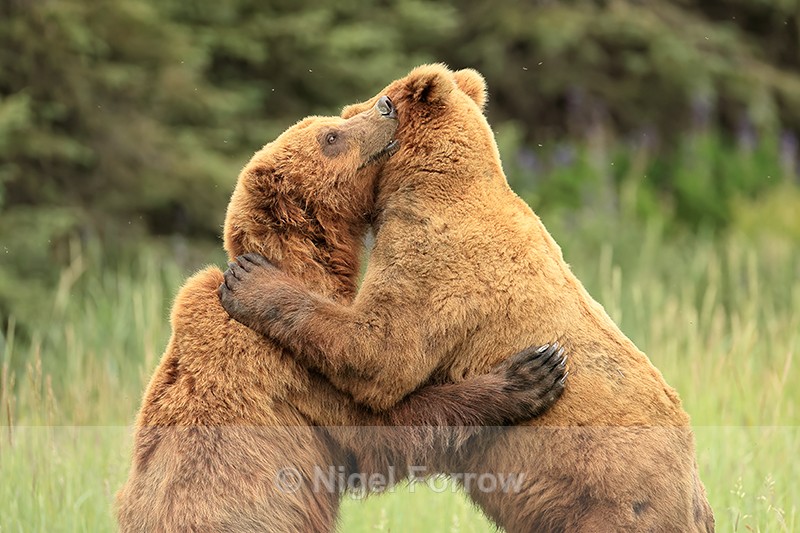 Brown Bear hug, Silver Salmon Creek, Lake Clark NP, Alaska - Brown Bear