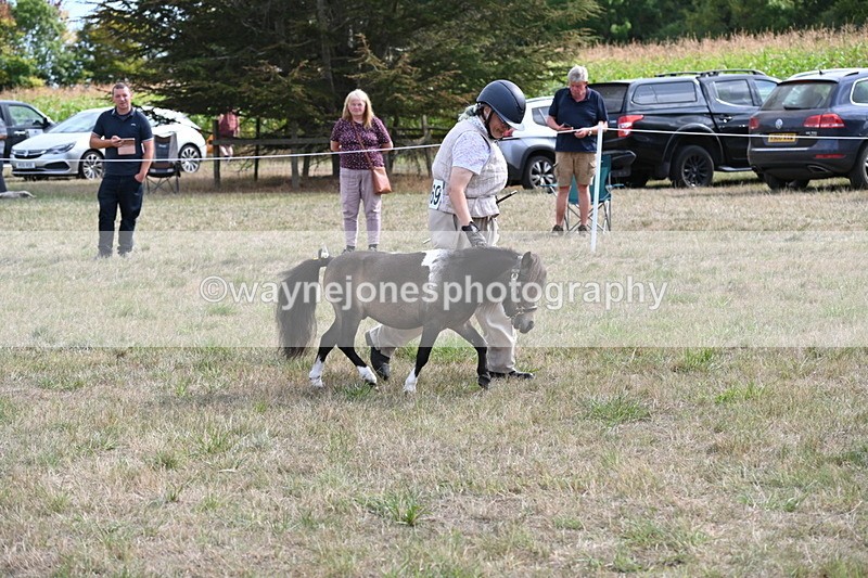 WJ6_7010 - Class 21 Shetland & Mini Horses