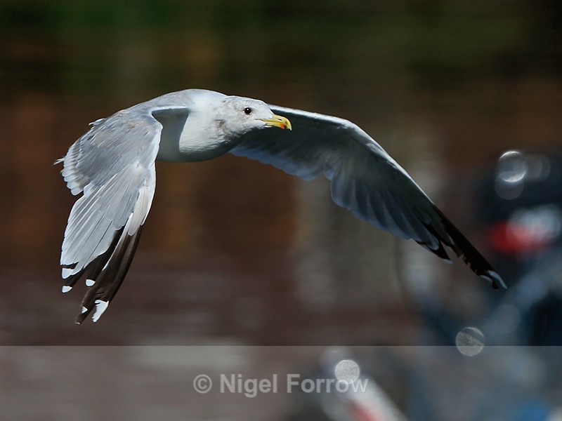 California Gull (adult) in flight, Telegraph Cove, Vancouver Island - California Gull