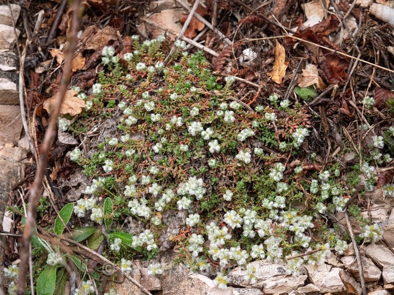 Paronychia kapela - Gargano - Wild Flowers
