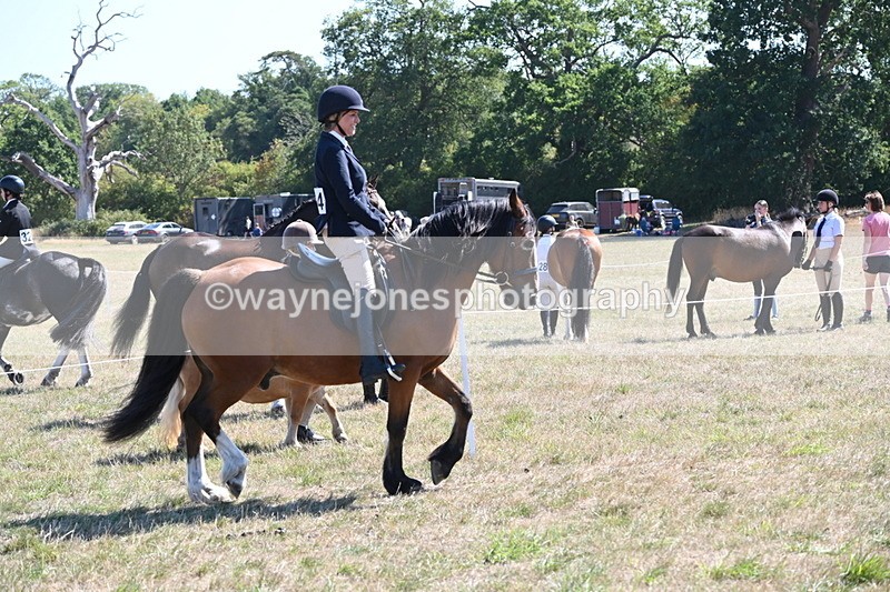 WJ6_8246 - Class 37a Best Loan Pony Ridden