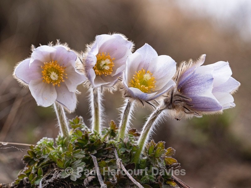 Spring pasque flower (Pulsatilla vernalis)  - Flowers in the Landscape