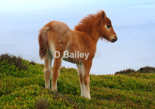 Welsh-Mountain-Foal - Mixture A4