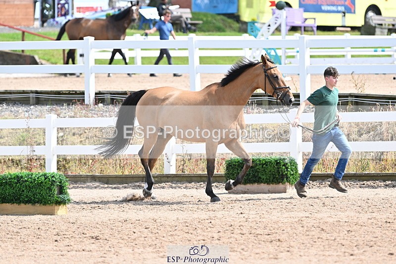 240717A-151829-02738 - Trot Up 3pm to 4pm