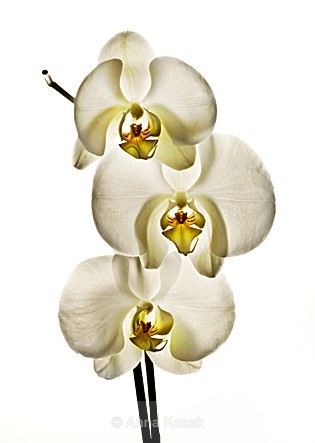 Orchid - Flowers