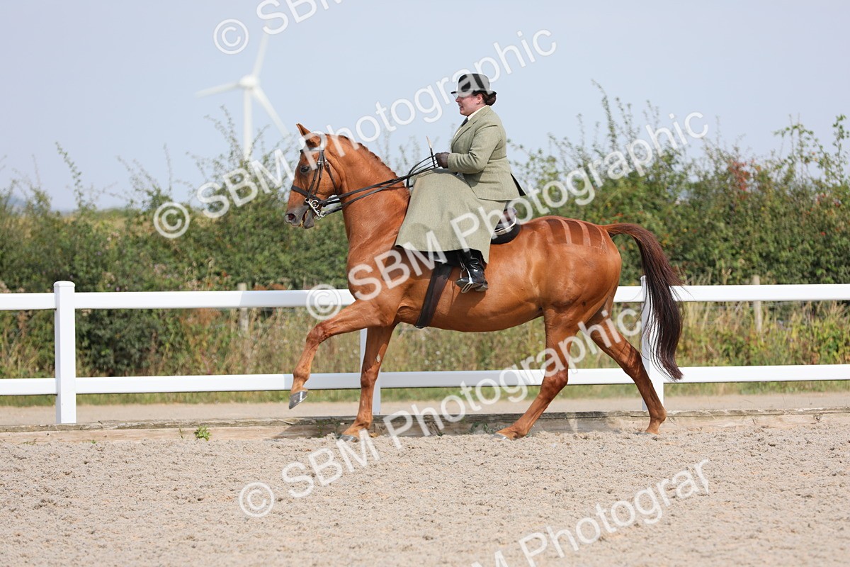SBM_14560 - Class 211 Best Side Saddle Horse/Pony