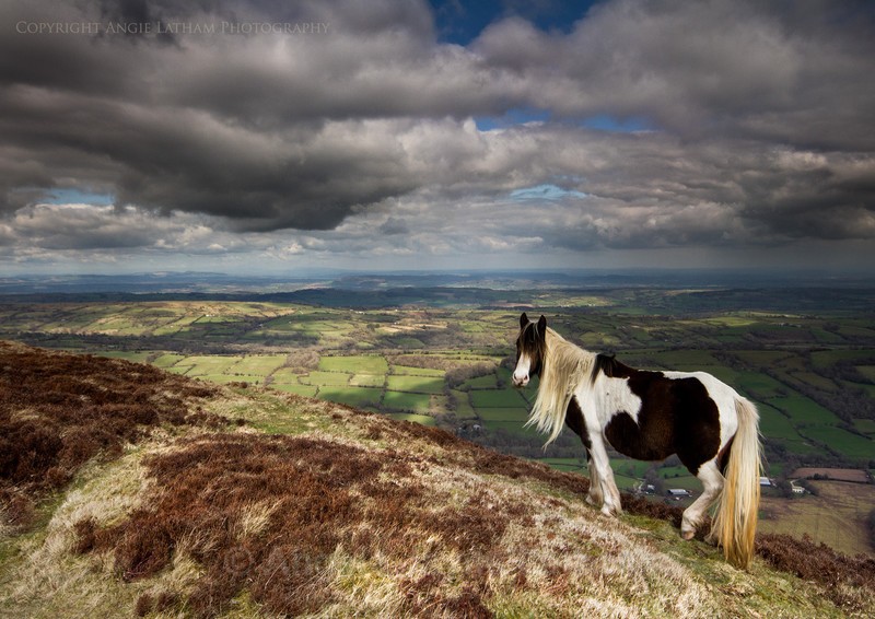 Pony on the edge - England & The Shires